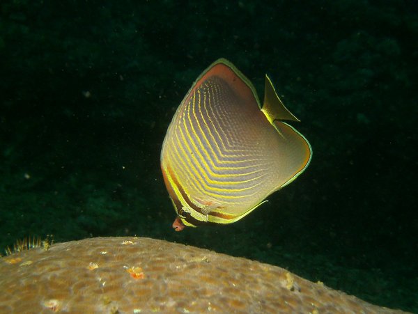 Butterflyfish - Eastern triangular butterflyfish