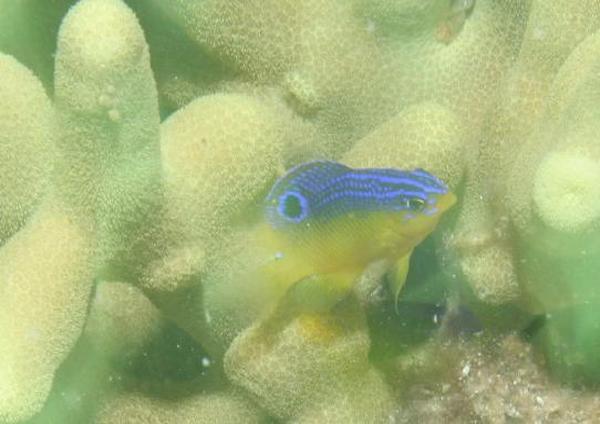 Damselfish - Longfin Damselfish Damselfish - Longfin Damselfish