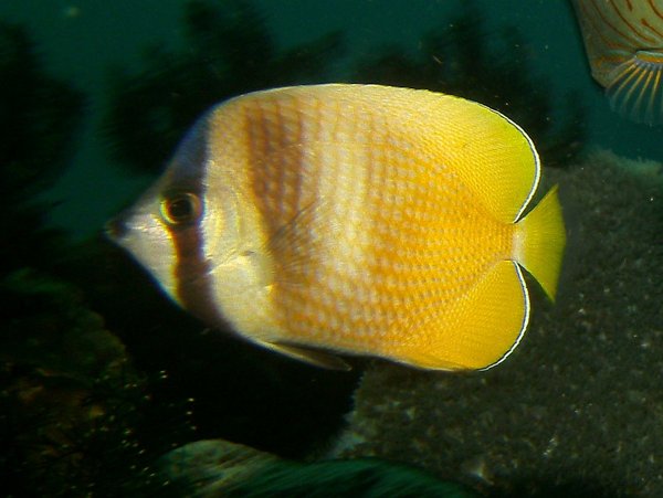 Butterflyfish - Sunburst butterflyfish