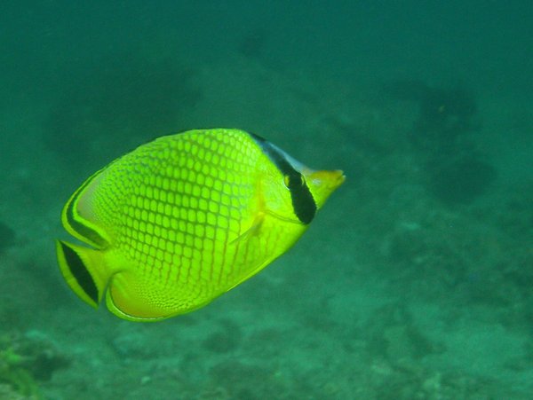 Butterflyfish - Latticed butterflyfish