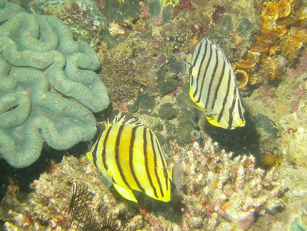 Butterflyfish - Eight-banded butterflyfish