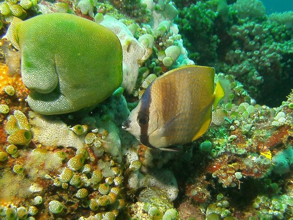 Butterflyfish - Sunburst butterflyfish Butterflyfish - Sunburst butterflyfish