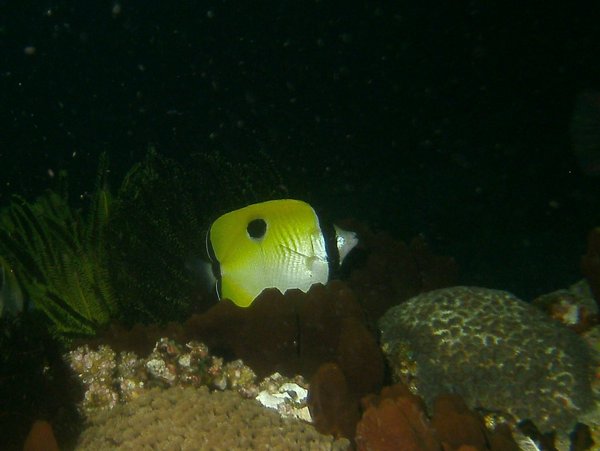 Butterflyfish - Teardrop butterflyfish