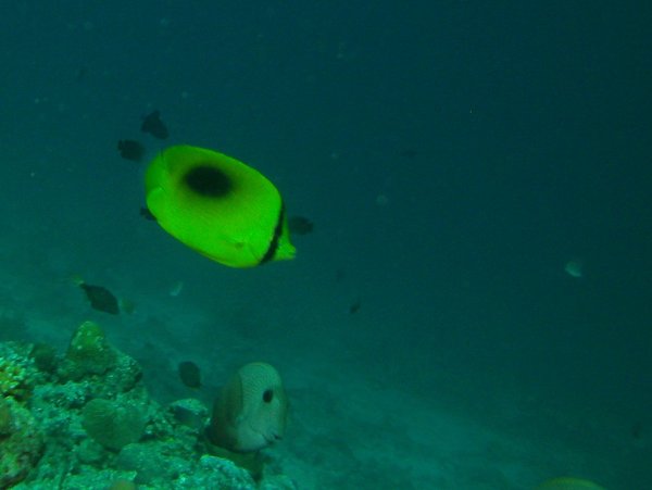 Butterflyfish - Mirror Butterflyfish