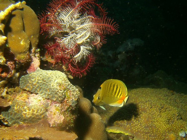 Butterflyfish - Spot-banded butterflyfish