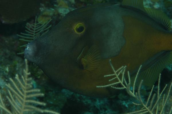 Filefish - Whitespotted Filefish