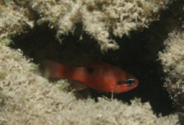 Cardinalfish - Flamefish