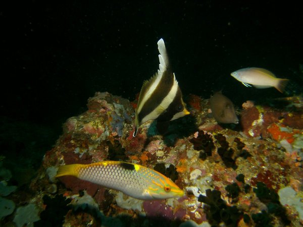 Butterflyfish - Pennant bannerfish