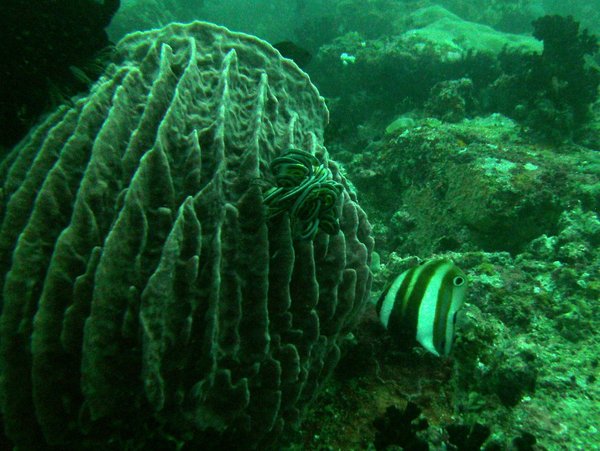 Butterflyfish - Two-eyed coralfish