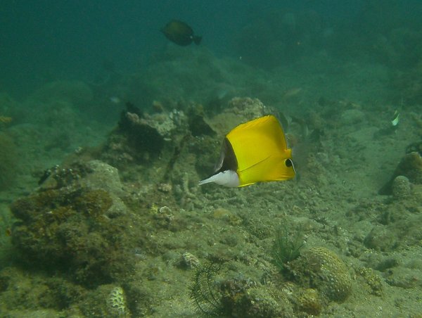 Butterflyfish - Longnose Butterflyfish