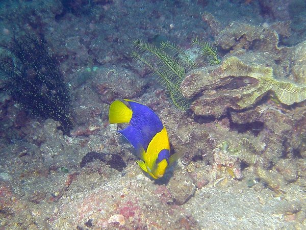 angelfish - Bicolor angelfish