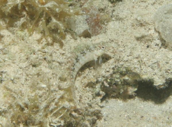 Blennies - Rosy Blenny