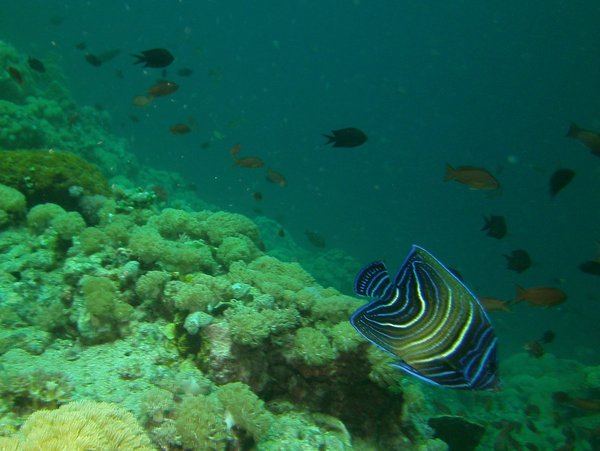 Angelfish - Semicircle Angelfish