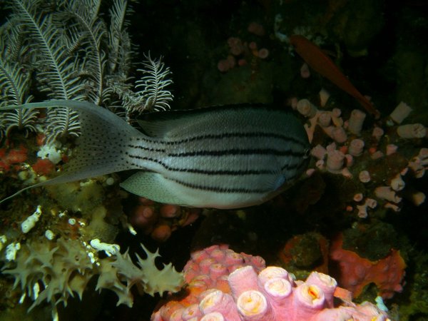 angelfish - Blackstriped angelfish