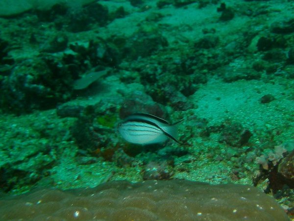 angelfish - Blackstriped angelfish