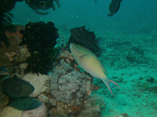 Parrotfish - Tricolour Parrotfish Parrotfish - Tricolour Parrotfish