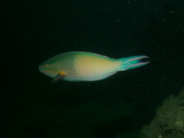 Parrotfish - Tricolour Parrotfish