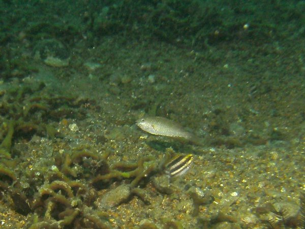 Parrotfish - Raggedtooth parrotfish