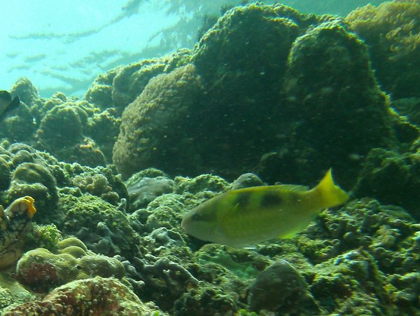 Parrotfish - Yellow-barred parrotfish Parrotfish - Yellow-barred parrotfish