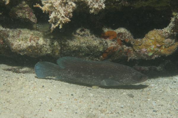 Seabasses - Greater Soapfish