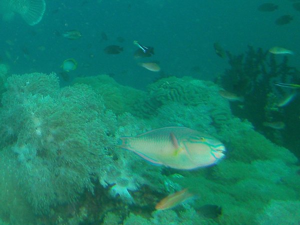 Parrotfish - Indian Parrotfish