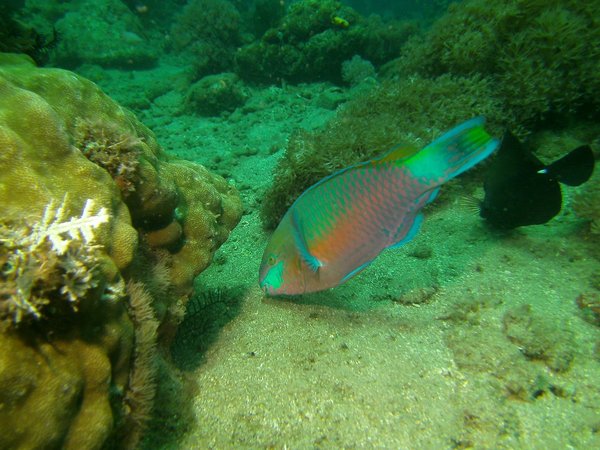 Parrotfish - Quoy's parrotfish