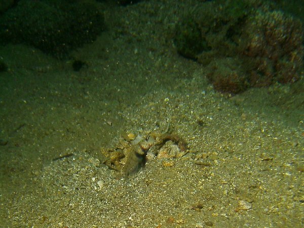 Gobies - Spotted shrimpgoby