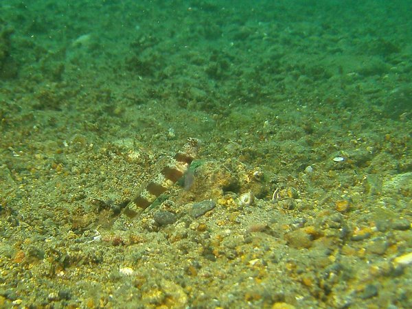 Gobies - Diagonal Shrimp Goby