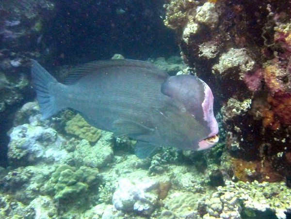 Scaridae - Green humphead parrotfish