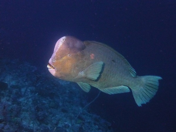 Scaridae - Green humphead parrotfish