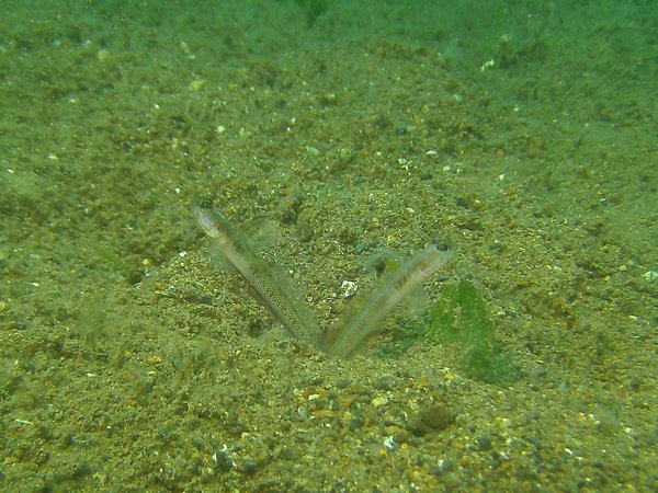 Gobies - Spangled shrimpgoby