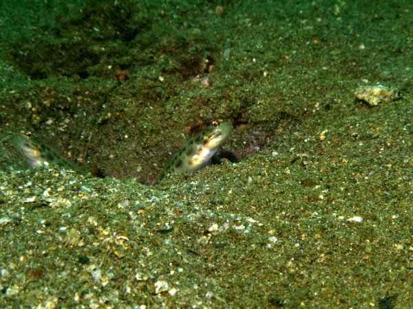 Gobies - Gold-speckled shrimpgoby