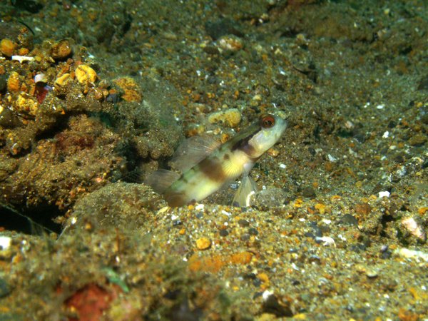 Gobies - Nakedhead shrimpgoby