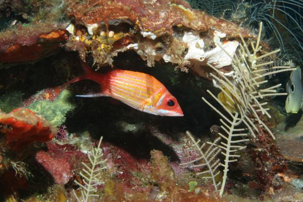 Squirrelfish - Longjaw Squirrelfish