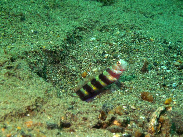 Gobies - Gorgeous shrimpgoby