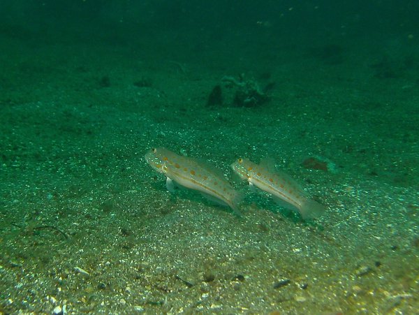 Gobies - Maiden goby