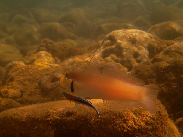 Gobies - Yellow filament goby