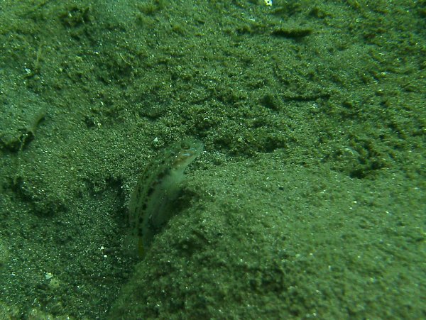 Gobies - Spinecheek goby