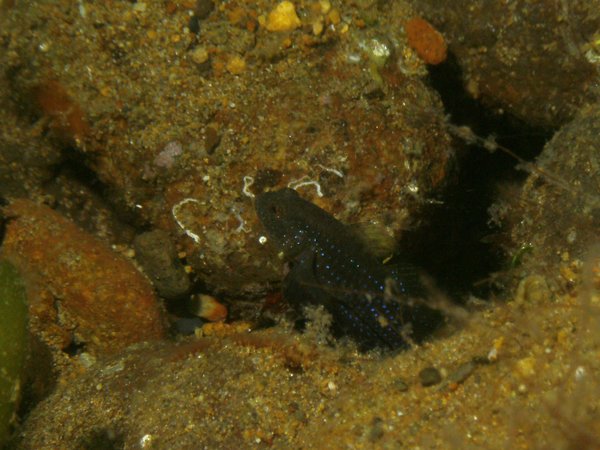 Gobies - Bluedot goby