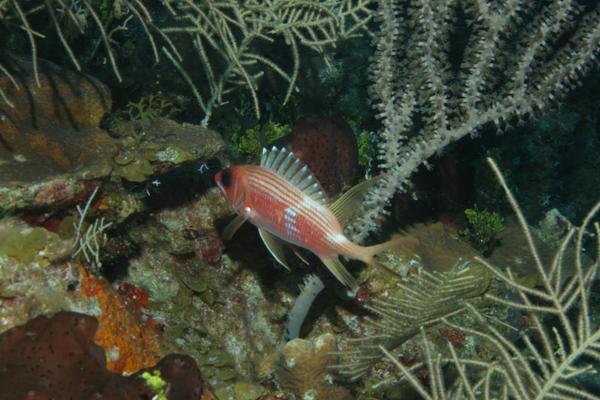 Squirrelfish - Longspine Squirrelfish