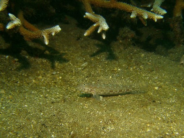 Gobies - Decorated goby