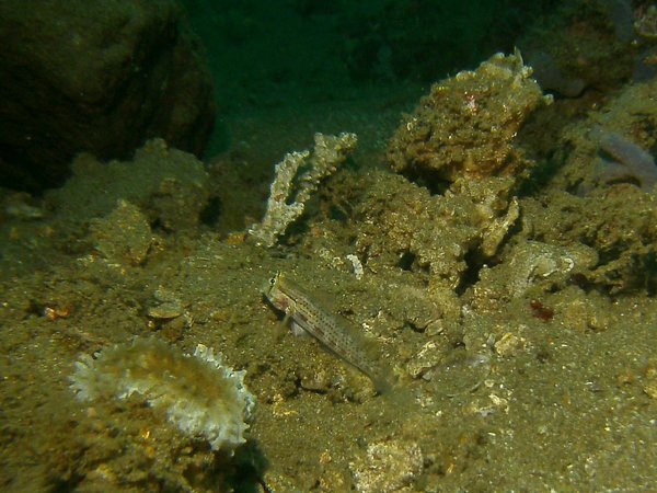 Gobies - Shoulderspot goby