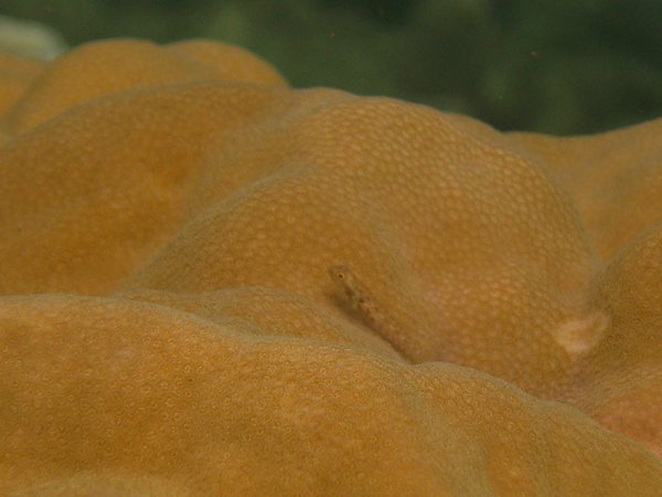 Gobies - Redspotted pygmygoby