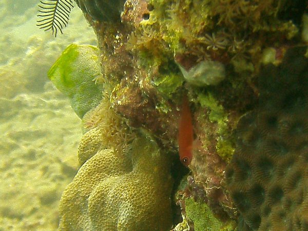 Gobies - Ringeye dwarfgoby