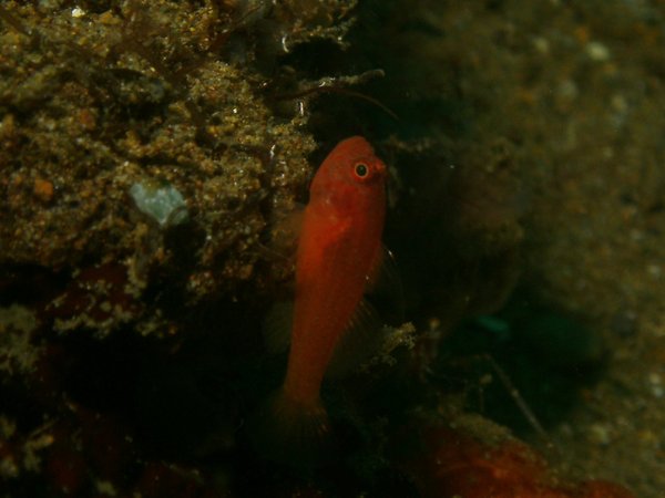 Gobies - Redspot dwarfgoby Gobies - Redspot dwarfgoby