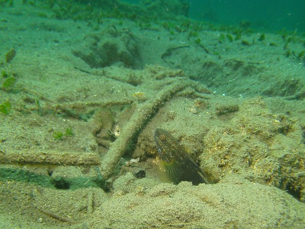 Gobies - Banded goby