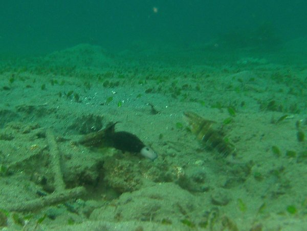 Gobies - Banded goby