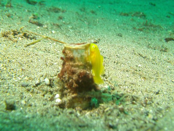 Gobies - Ornate goby