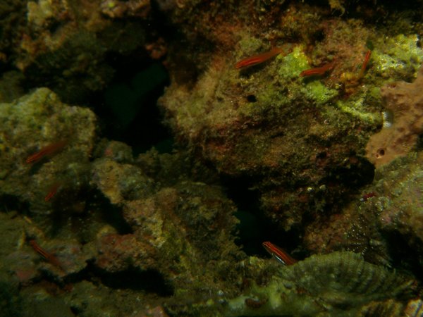 Gobies - Neon dwarfgoby