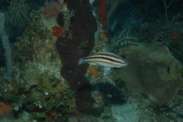 Princess Parrotfish - Scarus taeniopterus